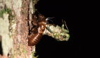 Cicada Nymph 2