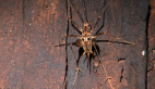 Cave Cricket