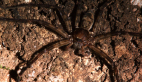 Huntsman Spider