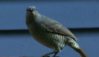 Female Satin Bowerbird