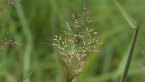 Molasses Grass
