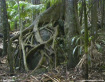 Rainforest Scene