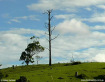 Towering Presence