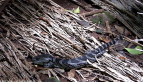 Pink-tongued Lizard