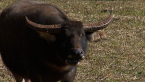 Water Buffalo