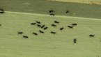 Ant Attack