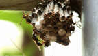 Paper Wasp Nest