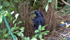 Satin Bower Bird