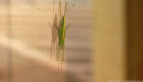 Katydid