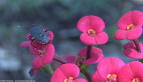 Shield Bug
