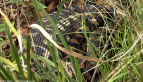 Carpet Python Resting
