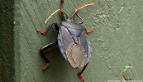 Bronze Orange Bug
