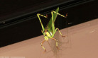 32-spotted Katydid