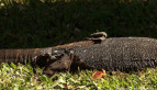 Lace Monitor Shedding Skin