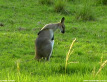Pretty-faced Wallaby