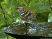 Log Runner