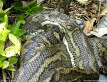 Sleeping Python
