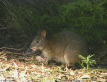 Red-necked Pademelon