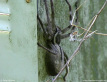Grey Huntsman Spider