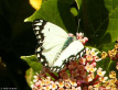 Caper White Butterfly