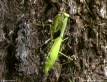 False Garden Mantis