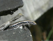 Barred-sided Skink