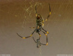 Golden Orb-weaving Spider