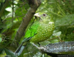 Green Catbird