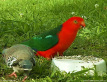 Male King Parrot