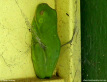 Green Tree Frog