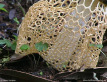 Crinoline Stinkhorn Fungus