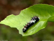 Butterfly Larva