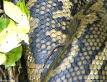 Leech on Carpet Python