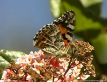 Painted Lady Butterfly