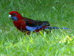 Crimson Rosella