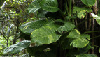 Philodendron Leaves