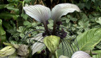 White Bat Plant