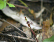 Small Wasp Orchid