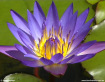 Blue Waterlily