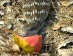 Blue-tongued Lizard