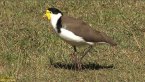 Masked Lapwing