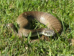 Death Adder