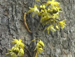 Climbing Orchid