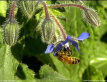 Bee on Borage