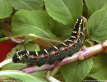 Impatiens Hawk Moth  Larva