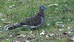 Bar Shouldered Dove