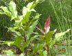 Green Tamarind