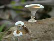 Spinning Top Fungi