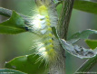 Tussock Moth Larva