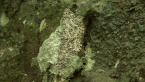 Geometrid Moth